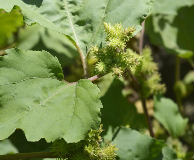 甄选原生特品，溯源自然归属
